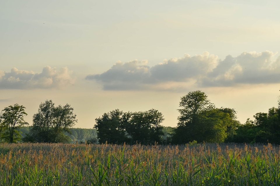 Marshland swamp field