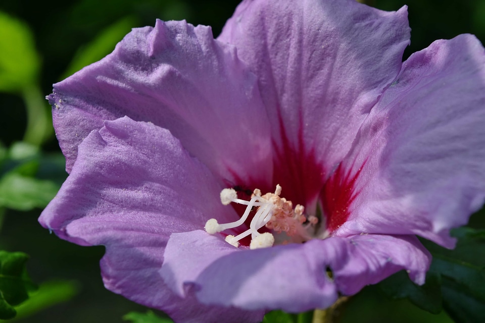 Ants flower garden purple