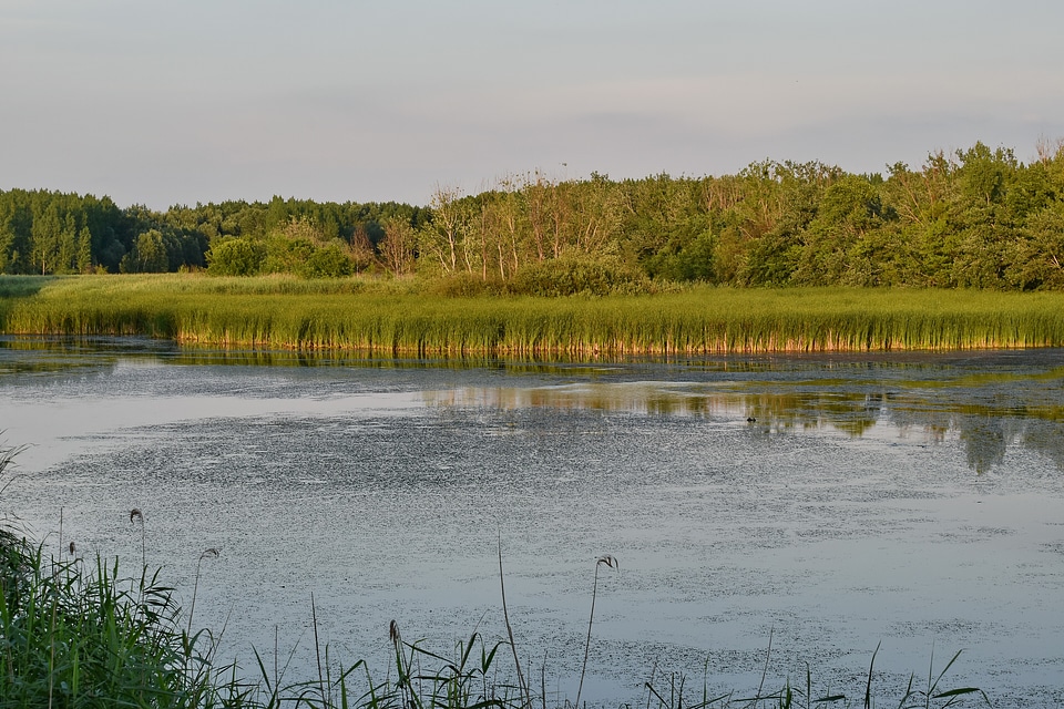Wetland swamp lake