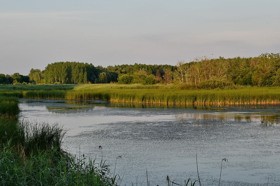 Channel swamp land