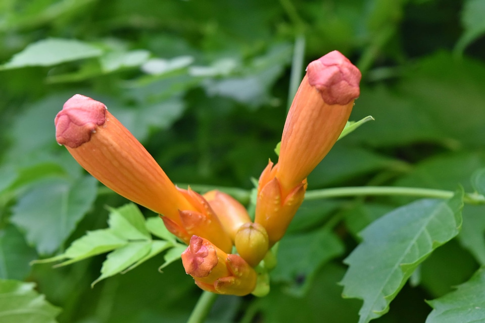 Endemic flower garden nature