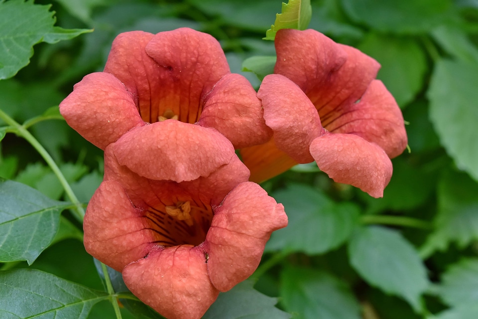 Flower flower bud red