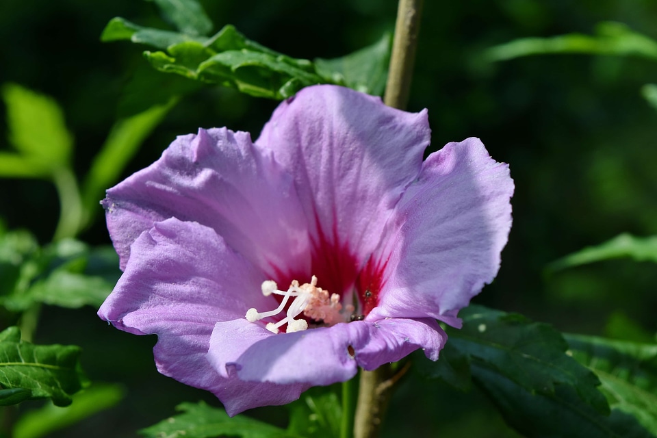 Endangered Species endemic pistil