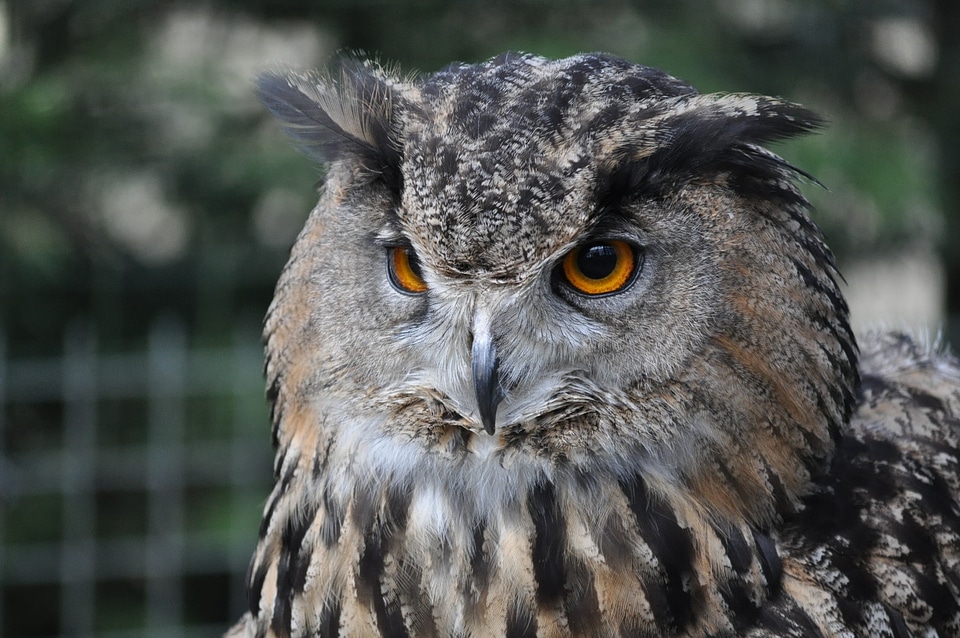 Endangered Species endemic eye