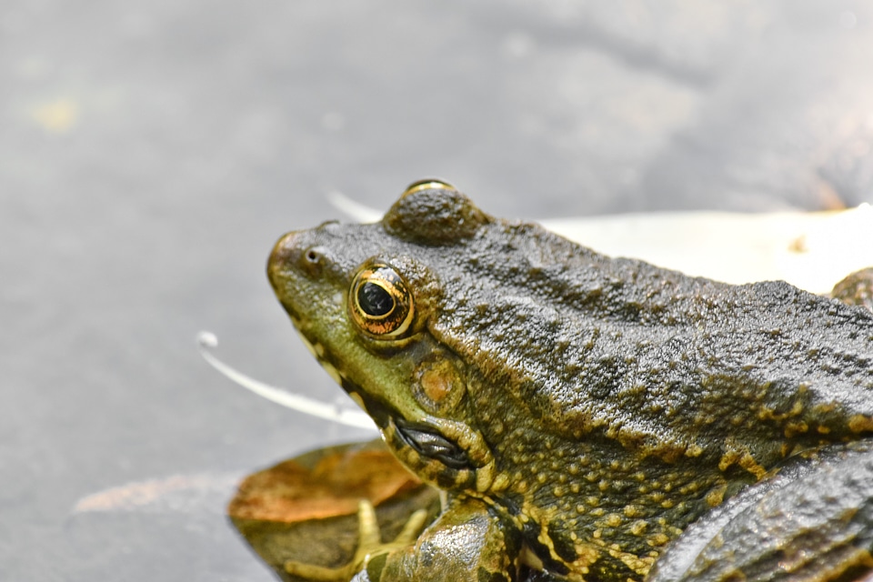 Amphibia endangered species endemic