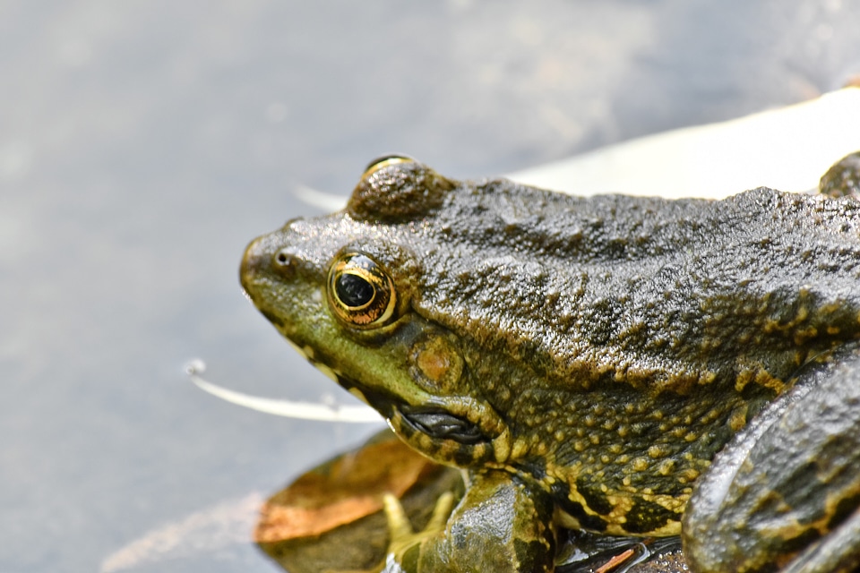 Animal endangered species endemic