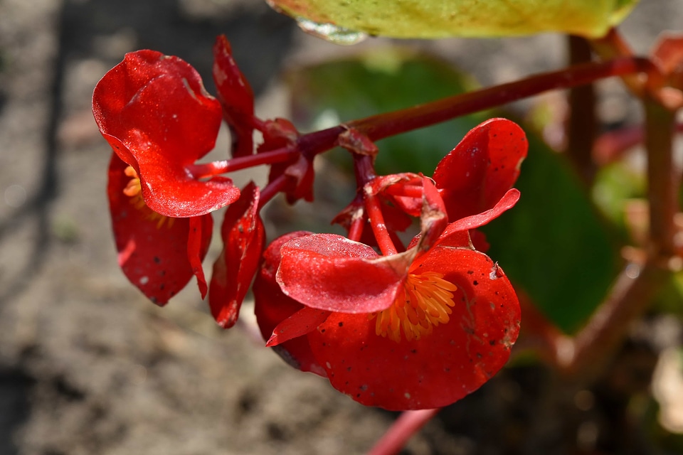 Endangered Species flower bud red
