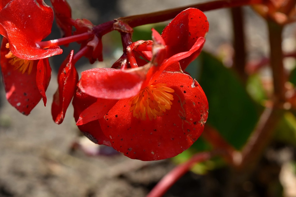 Endemic horticulture plant