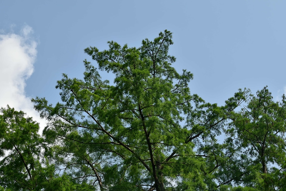 Branches conifers green leaves