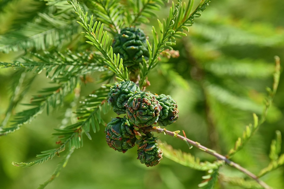 Branches conifer forest