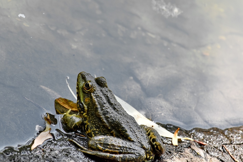 Amphibian wildlife bullfrog