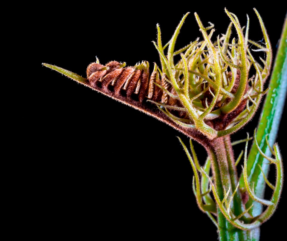 Boy shoots spring hairy