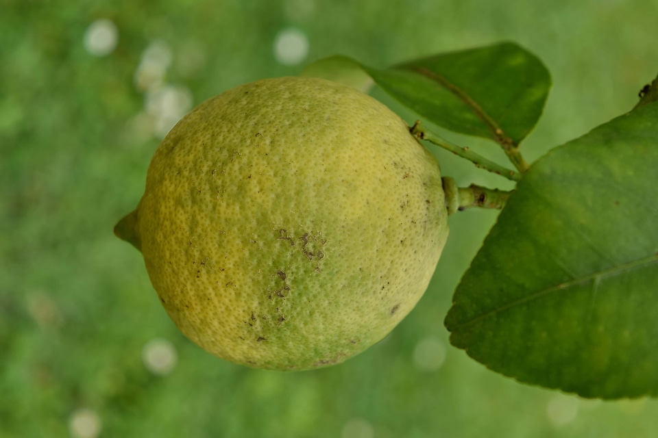 Citrus fruit tree green leaves