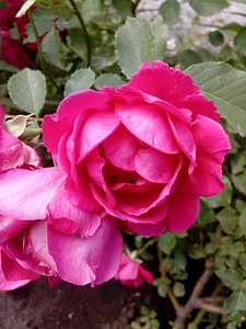 Beautiful Flowers flower garden petals