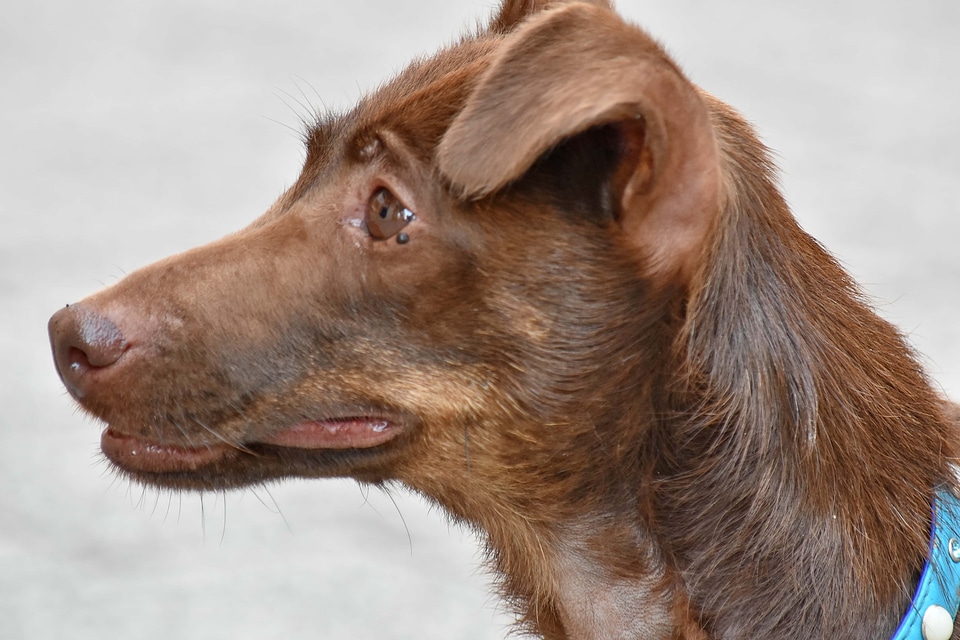Canine animal cute