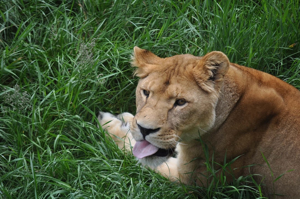 Africa green grass head photo