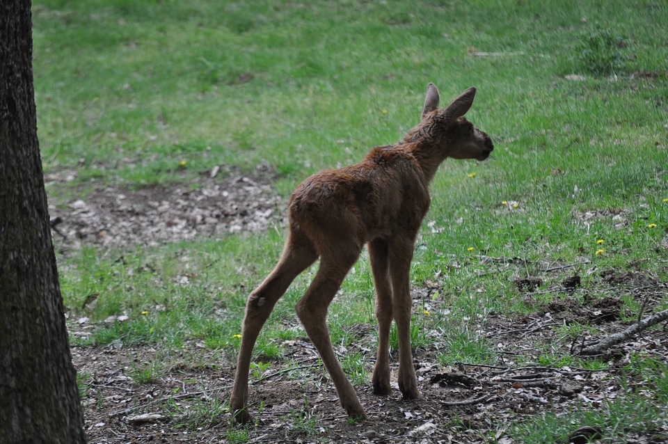 Deer wilderness wildlife
