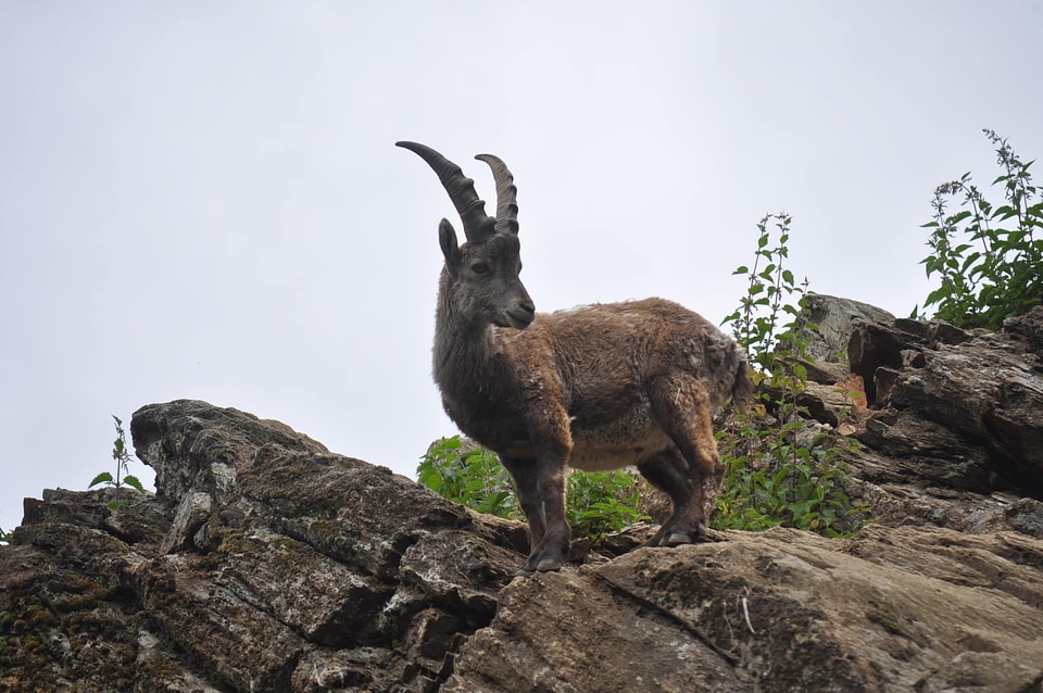 Rock Climber wilderness wildlife
