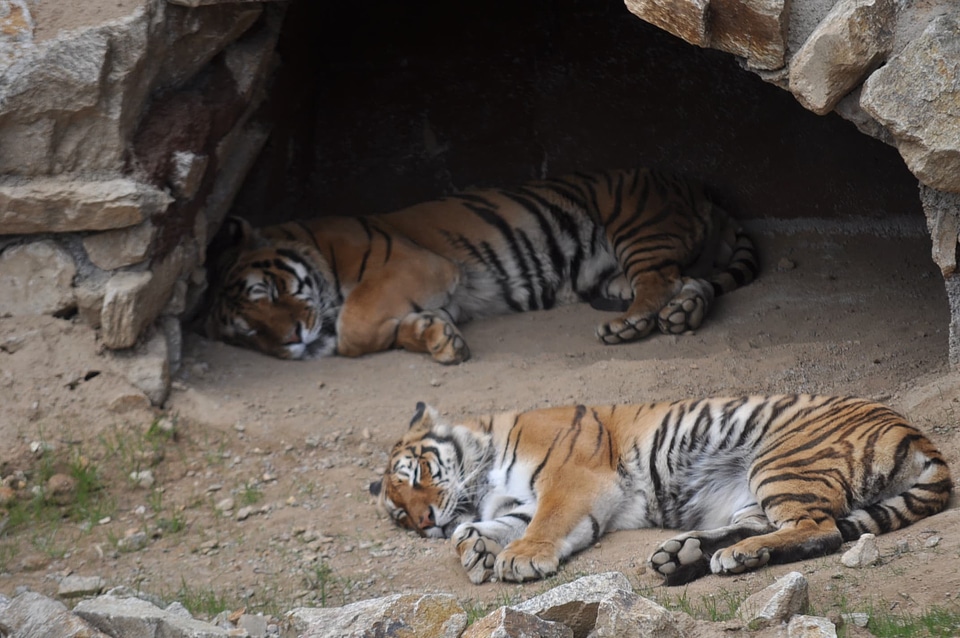 Bengal cave predator
