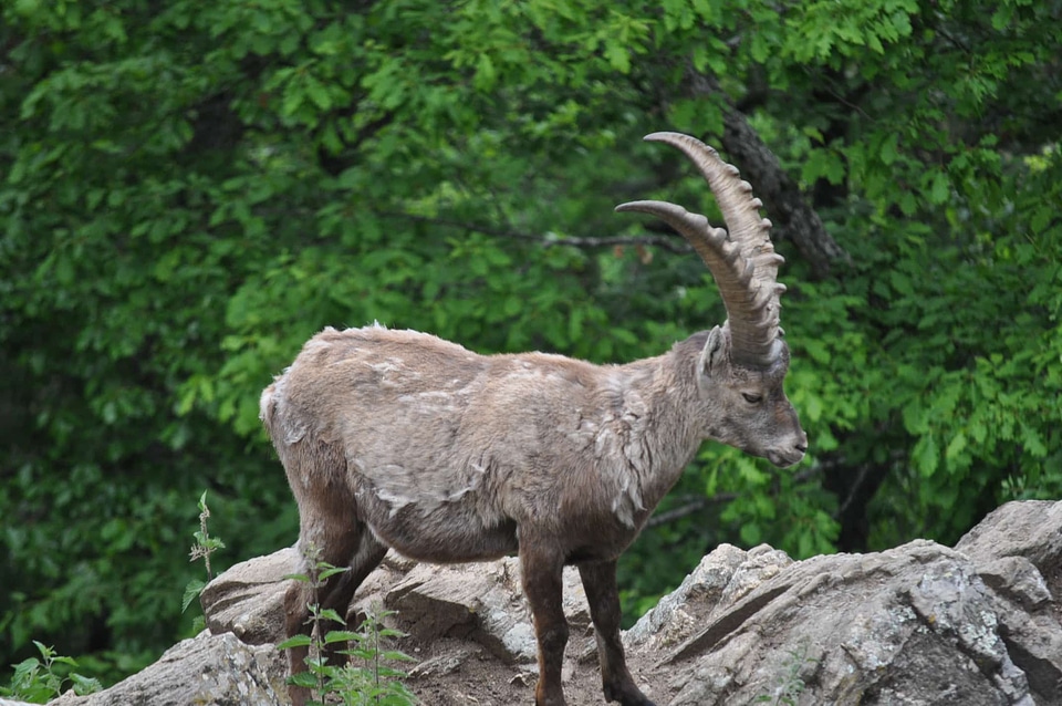 Animal endangered species goat