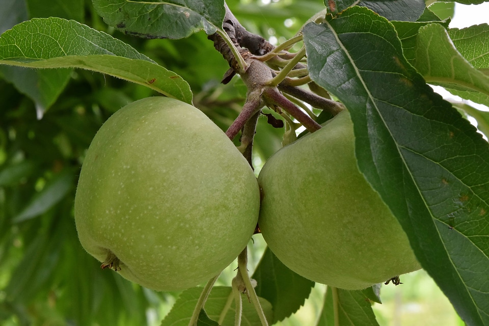 Agriculture apple tree apples