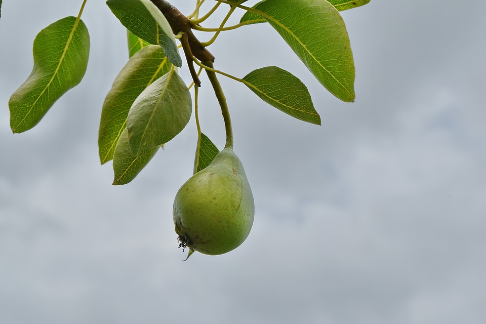 Blue Sky branch fruit