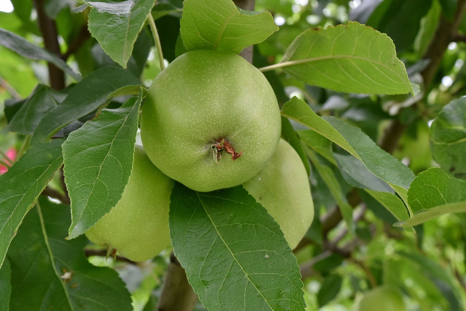Agriculture apples delicious