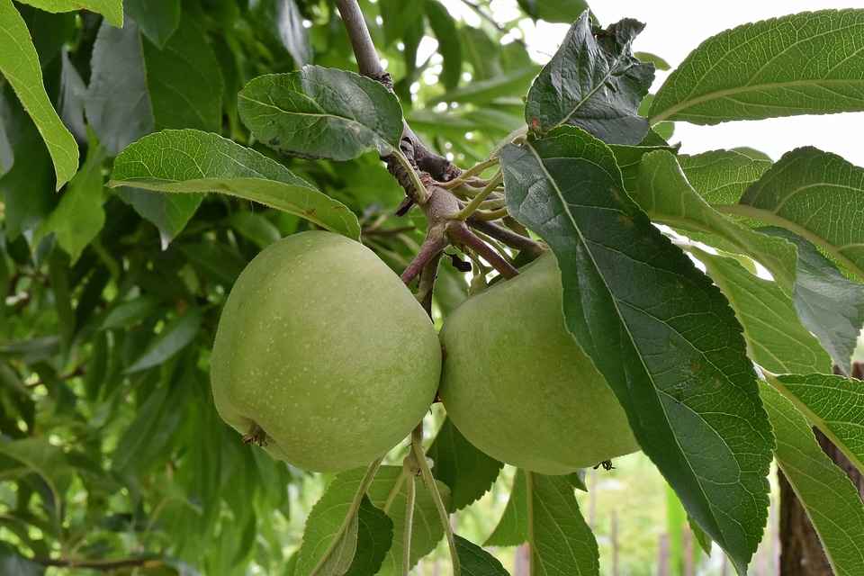 Apple Tree apples branches