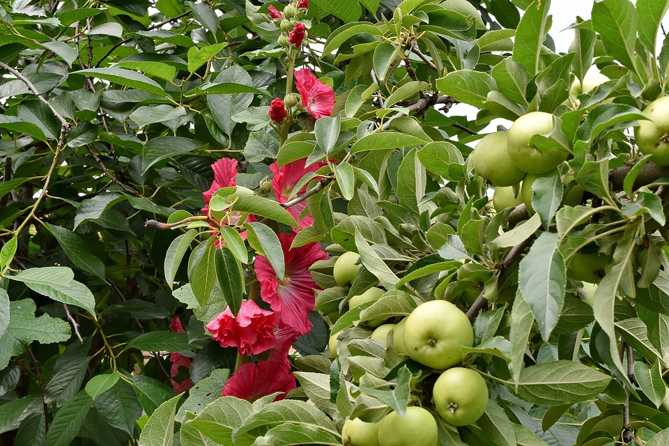 Apple Tree branches flower