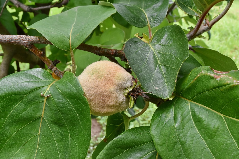 Fruit fruit tree orchard