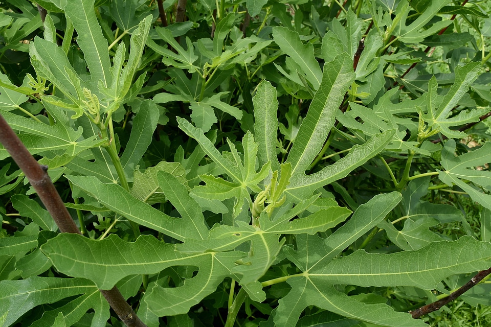 Fruit Tree green leaf shrub