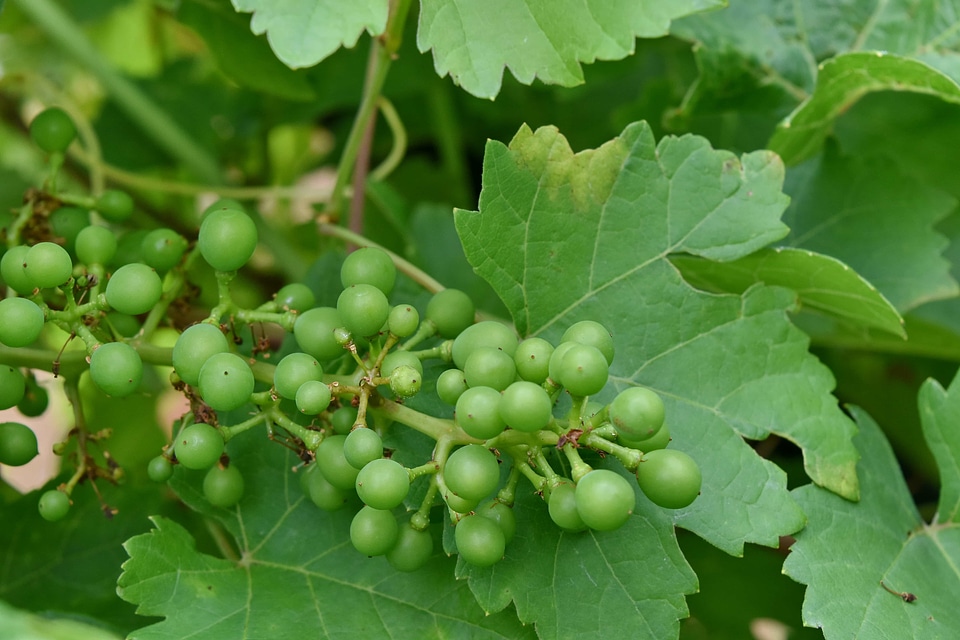 Grapes grapevine green leaves