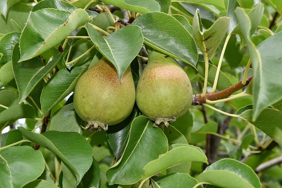 Orchard organic pear