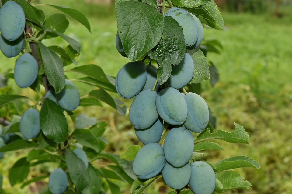 Branches organic plum