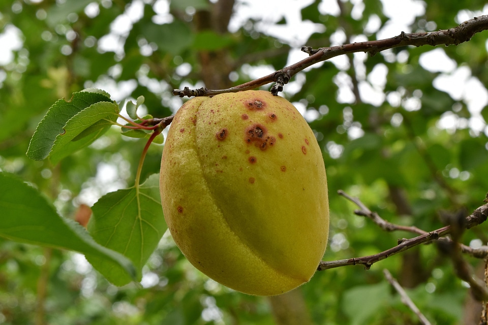 Apricot leaf nature