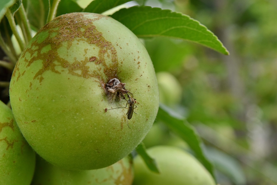 Apple apple tree insect