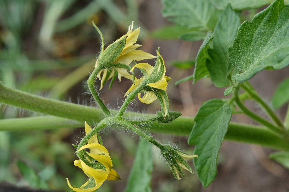 Flower tomato vegetable