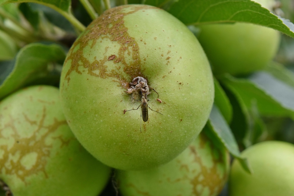 Apple apple tree green leaves