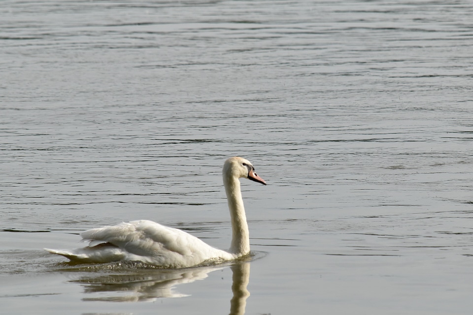 Swan swimming bird