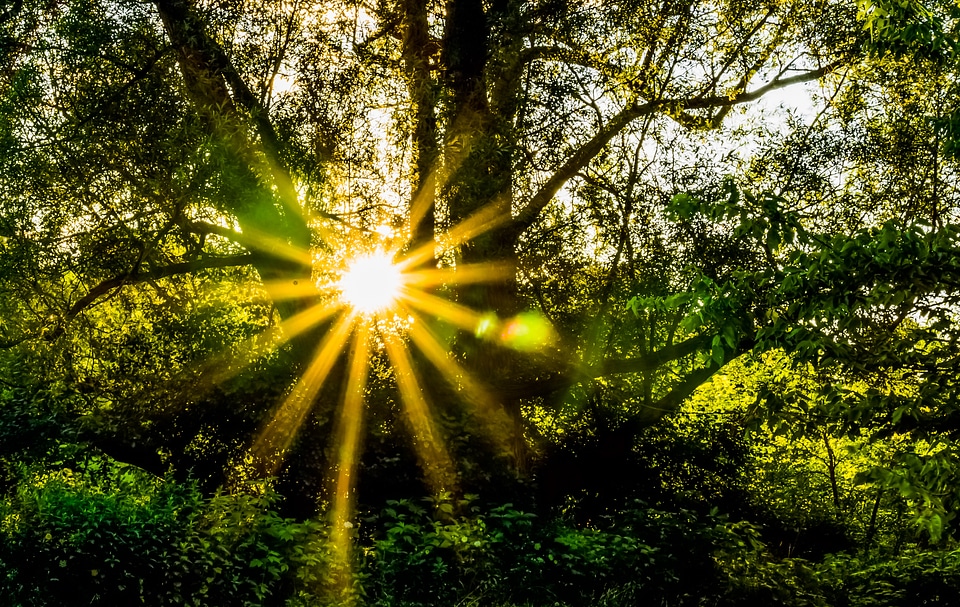 Zen sunflare sunburst