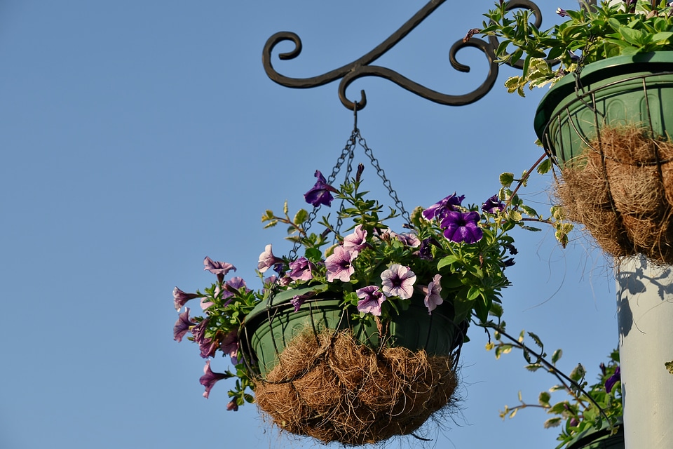 Cast Iron flowerpot still life photo