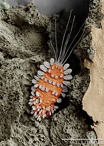 Arachnid arachnida insect