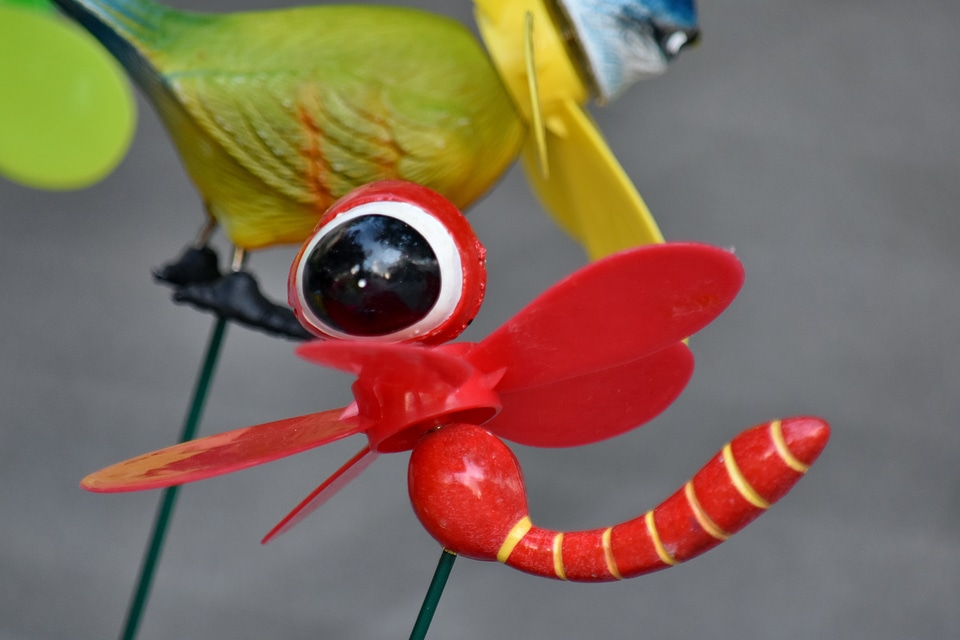 Detail details dragonfly