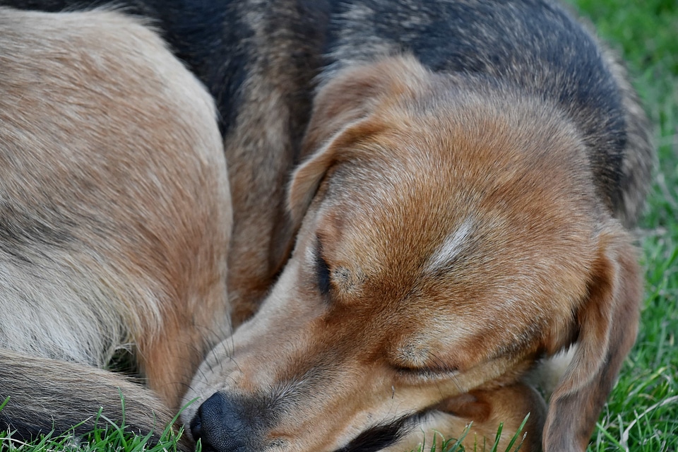 Hunting Dog sleeping dog