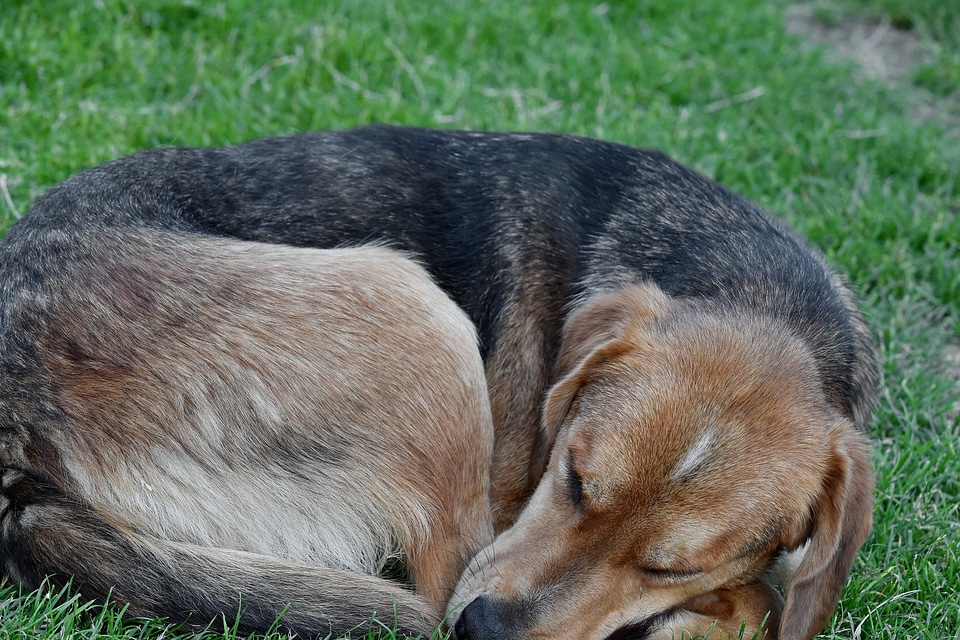 Sleep sleeping animal