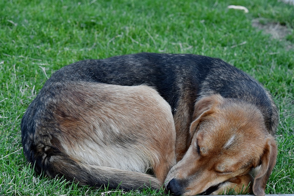 Dog green grass hound