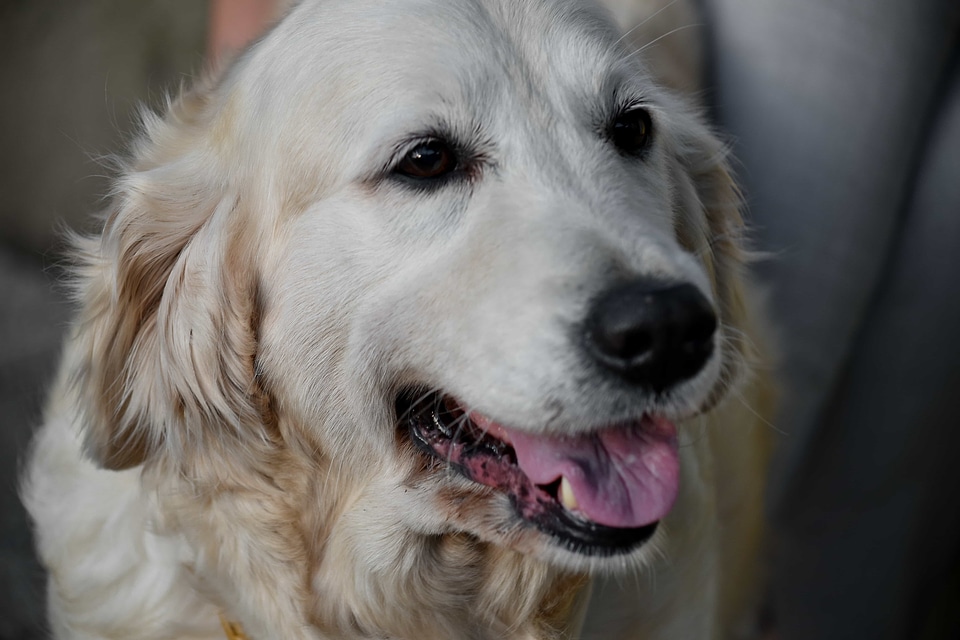 Beautiful dog friendly