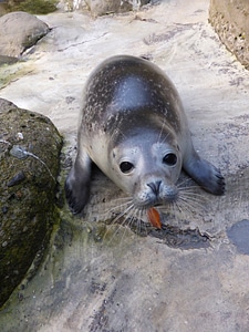 Meeresbewohner fin sea animal