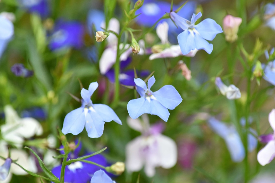 Violet plant summer