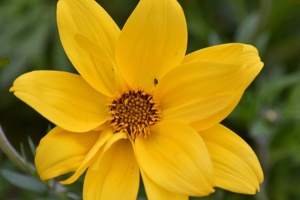 Petal blossom yellow
